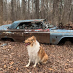 Collie in the woods in front of abandoned car